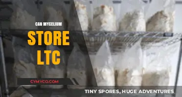 Exploring the Potential of Mycelium as a Long-Term Crypto Storage Solution