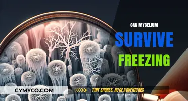 Resilience of Mycelium: Can It Survive Freezing Temperatures?