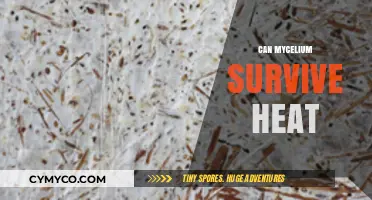 Exploring Mycelium's Resilience: Can It Survive High Temperatures?