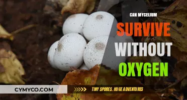 Exploring Mycelium's Resilience: Can It Thrive Without Oxygen?