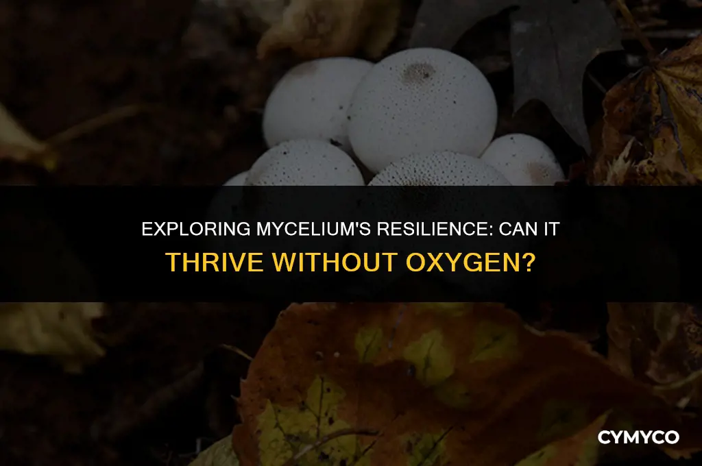 can mycelium survive without oxygen