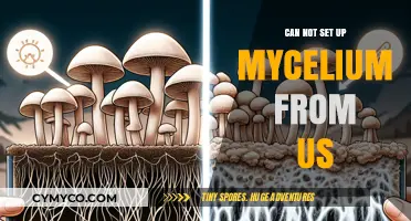 Troubleshooting Mycelium Setup Issues in the US: A Comprehensive Guide
