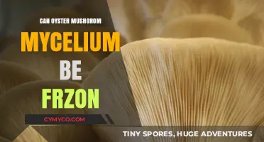 Exploring the Freezing Potential of Oyster Mushroom Mycelium