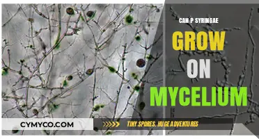 Exploring the Symbiosis: Can P. syringae Thrive on Mycelium?