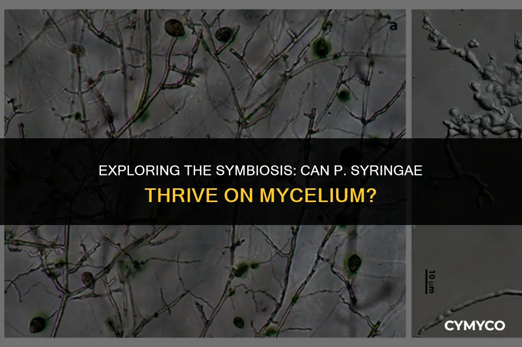 can p syringae grow on mycelium