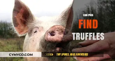 Truffle Treasures: Unveiling Pigs' Remarkable Hunting Abilities