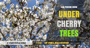 Porcini and Cherry Trees: Exploring Mushroom Growth in Orchard Ecosystems