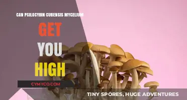 Exploring the Effects of Psilocybin Cubensis Mycelium: A Comprehensive Guide