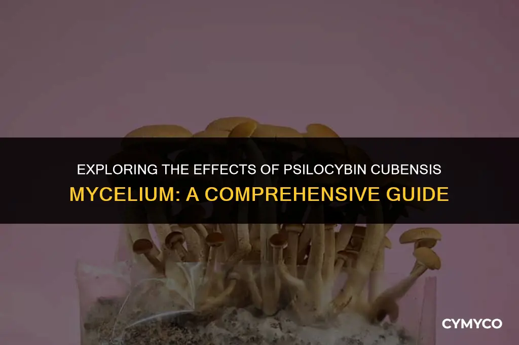 can psilocybin cubensis mycelium get you high