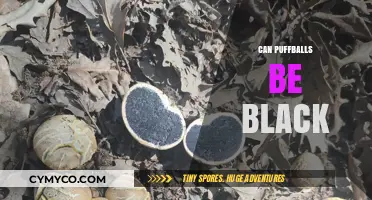 Exploring the Myth: Can Puffballs Really Be Black?