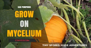 Exploring the Symbiotic Relationship: Can Pumpkins Thrive on Mycelium?