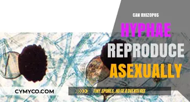 Asexual Reproduction in Rhizopus Hyphae: Mechanisms and Processes Explained