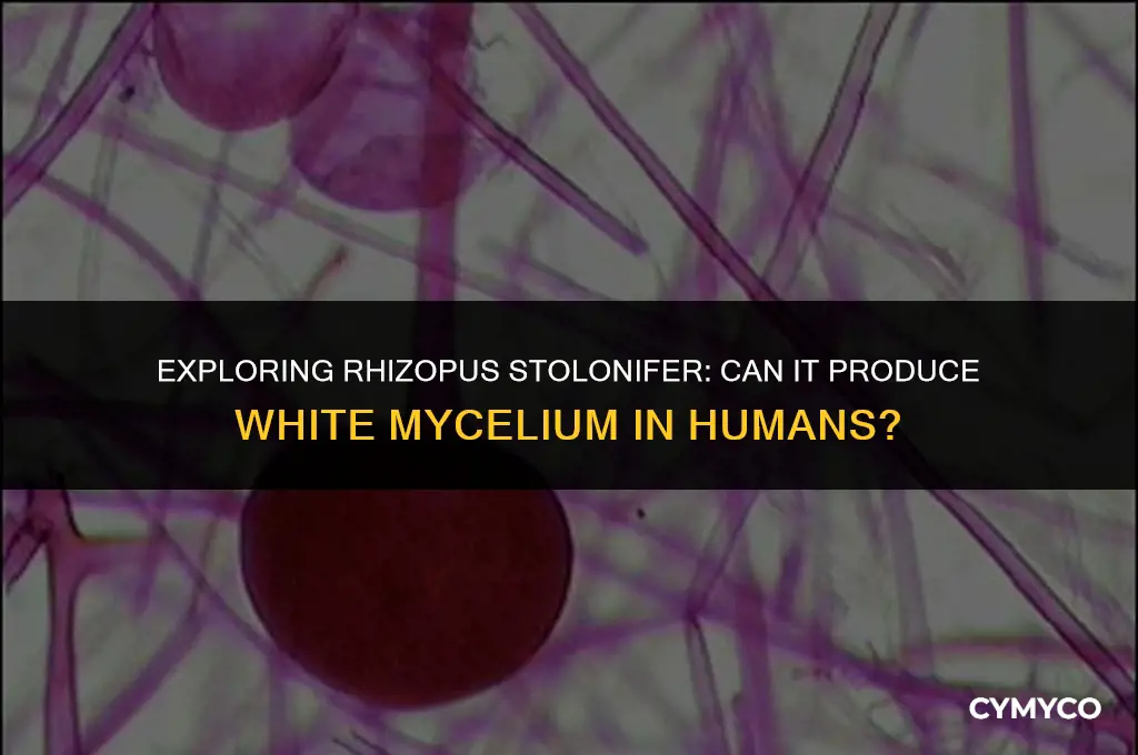 can rhizopus stolonifer produce white mycelium in humans