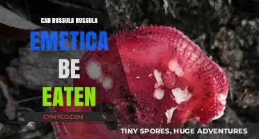 Russula Emetica: Edible or Toxic? A Mushroom Safety Guide