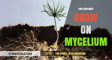 Exploring Symbiosis: Can Saplings Thrive on Mycelium Networks?