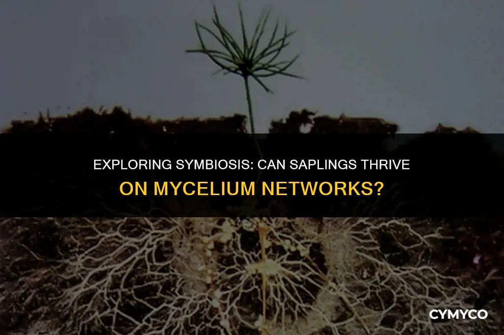 can saplings grow on mycelium