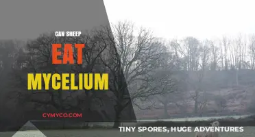 Exploring the Edibility of Mycelium for Sheep: A Comprehensive Guide