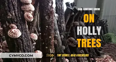 Exploring Shiitake Cultivation on Holly Trees: A Sustainable Approach