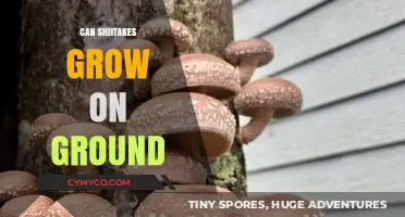 Exploring the Possibility of Shiitake Mushrooms Growing on Ground