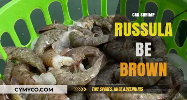Can Shrimp Russula Be Brown? Exploring Mushroom Color Variations
