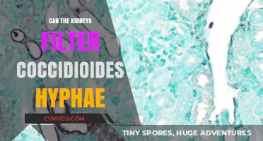 Can Kidneys Effectively Filter Coccidioides Hyphae? Exploring Fungal Clearance Mechanisms