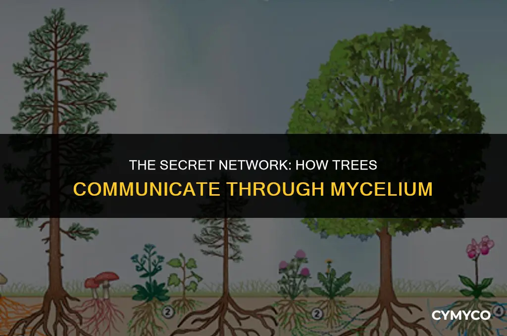 can trees communicate through mycelium