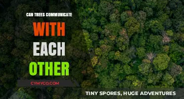 Do Trees Talk? Unveiling the Secret Communication Networks in Forests