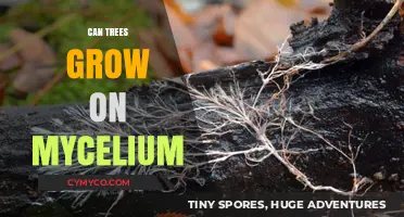 Exploring the Symbiotic Relationship: Can Trees Thrive on Mycelium?
