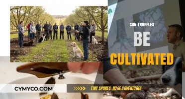 Unlocking the Secrets of Truffle Cultivation: A Gourmet's Guide