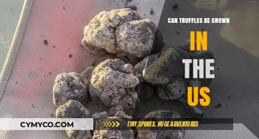 Truffle Cultivation in the US: A Growing Possibility