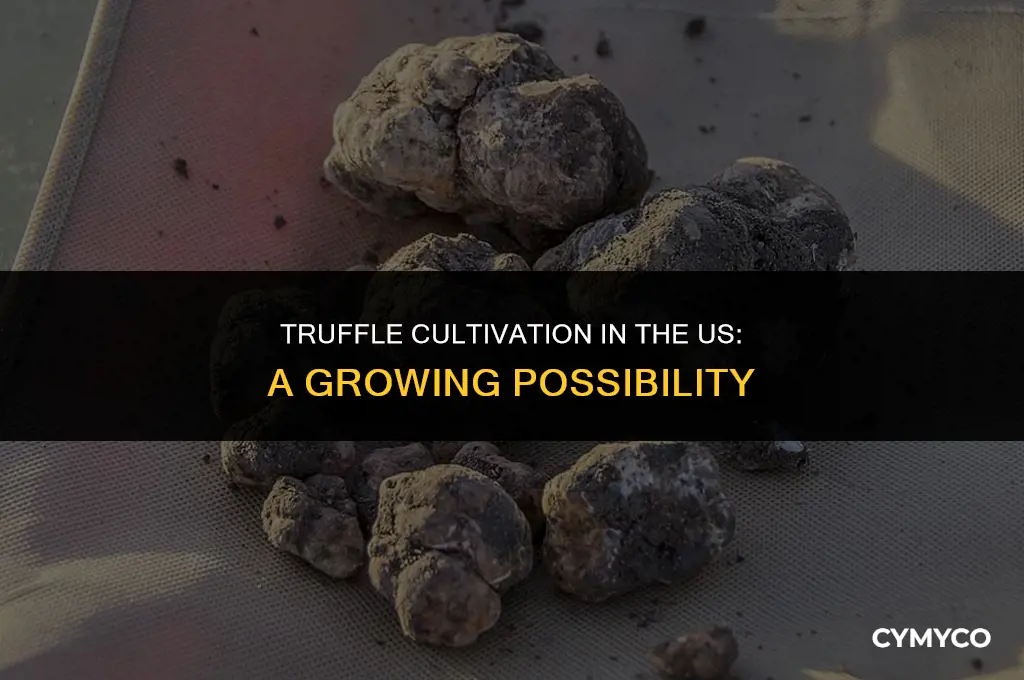 can truffles be grown in the us