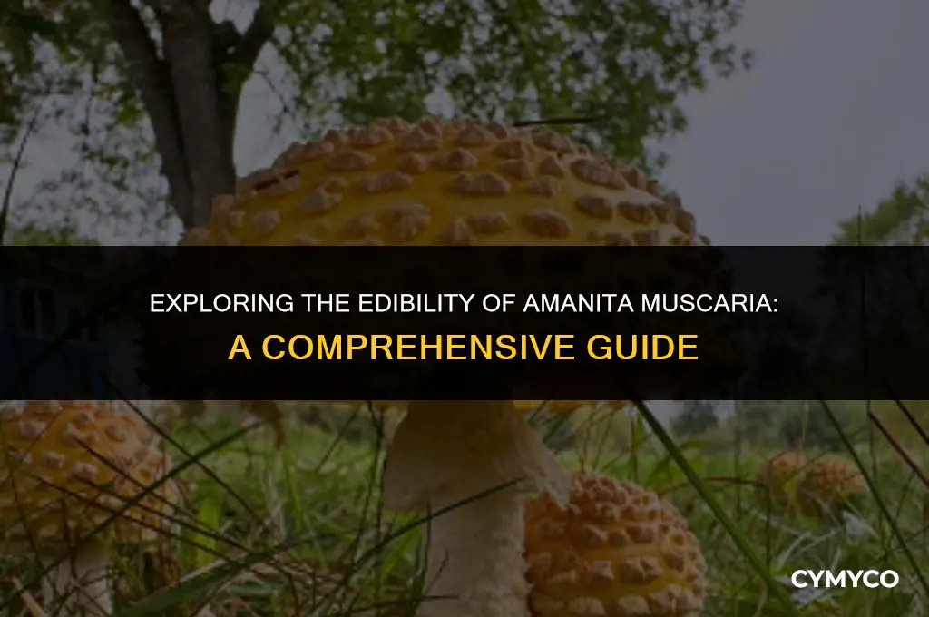 can u bake amanita muscaria