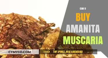 Exploring the Legal and Safe Acquisition of Amanita Muscaria