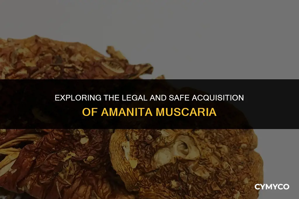can u buy amanita muscaria