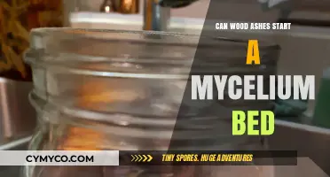 Exploring the Potential: Wood Ashes and Mycelium Beds