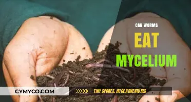 Exploring the Symbiotic Relationship Between Worms and Mycelium