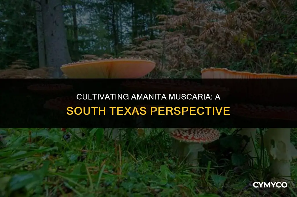can y grow amanita muscaria in south texas