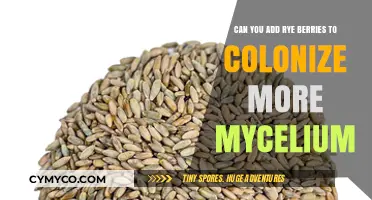 Boosting Mycelium Growth: The Surprising Benefits of Rye Berries