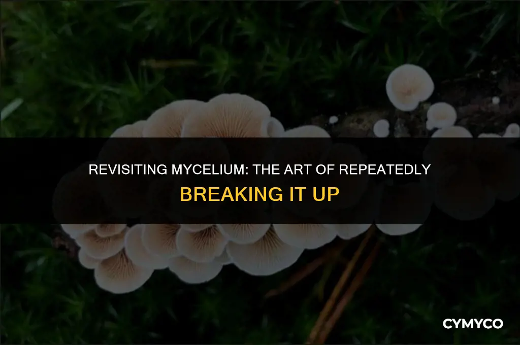 can you break up mycelium more than once
