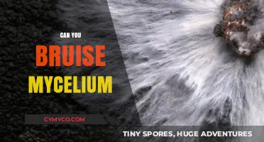 Exploring the Resilience of Mycelium: Can It Be Bruised?