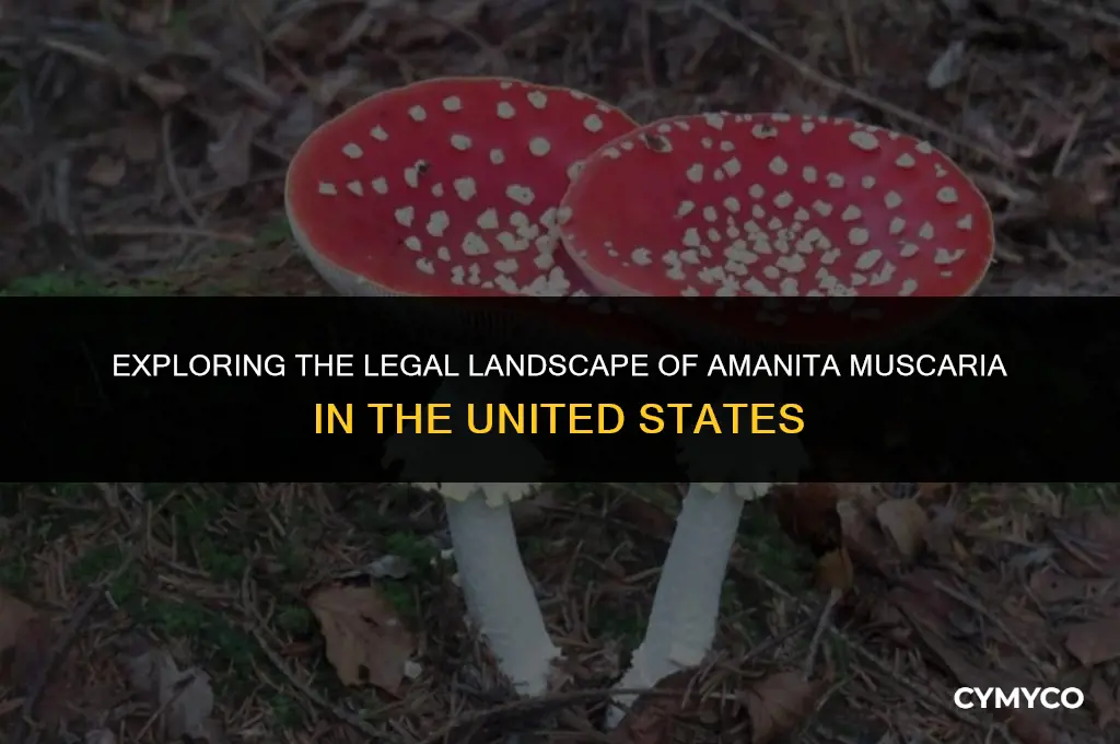 can you buy amanita muscaria in the us