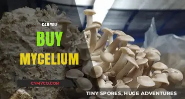 Exploring the Market: Where to Find Mycelium for Your Needs