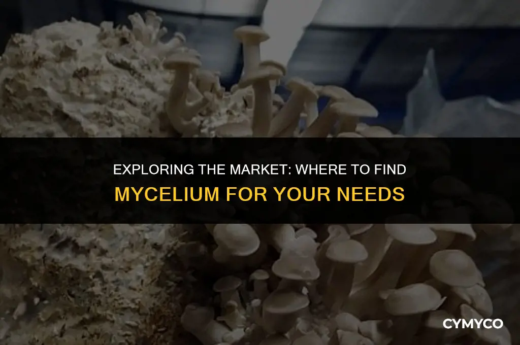 can you buy mycelium