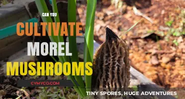 Cultivating Morel Mushrooms: Techniques, Challenges, and Harvesting Success