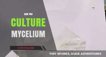 Cultivating Mycelium: A Beginner's Guide to Mushroom Farming