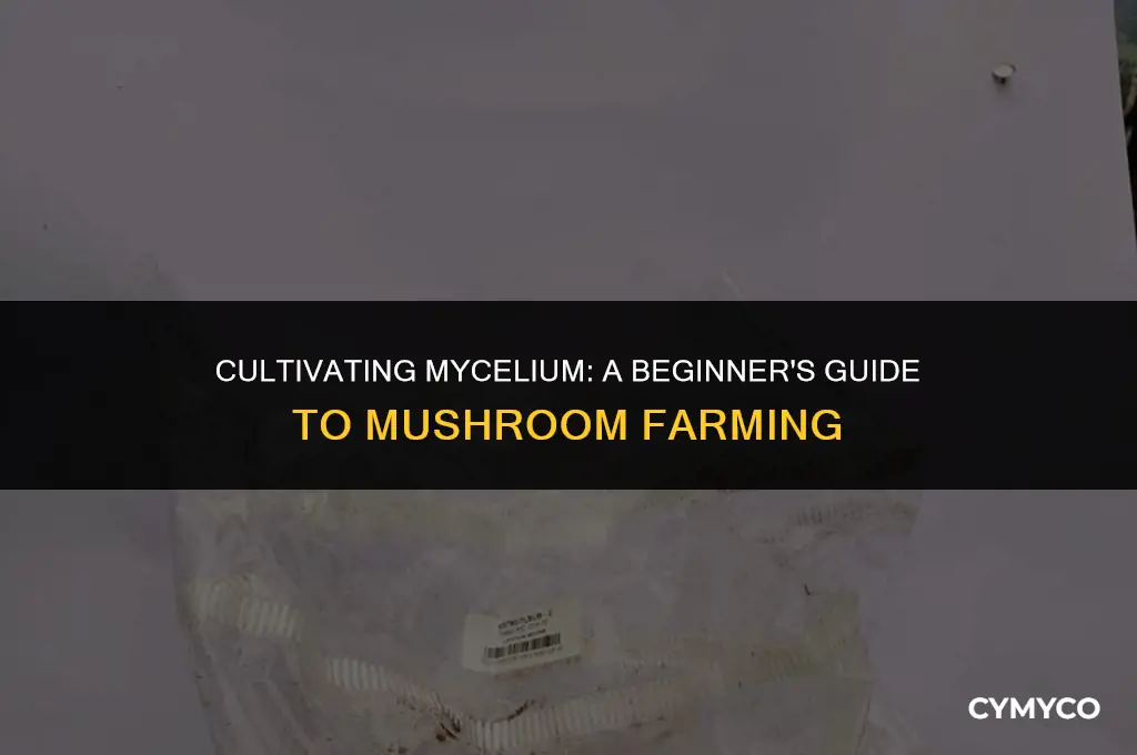 can you culture mycelium