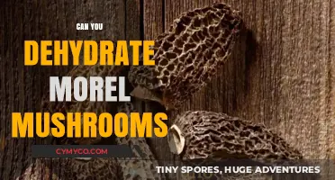 Dehydrating Morel Mushrooms: A Guide to Preserving Their Unique Flavor