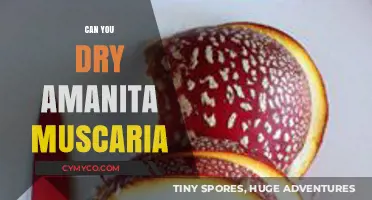 Exploring the Drying Process of Amanita Muscaria: A Comprehensive Guide