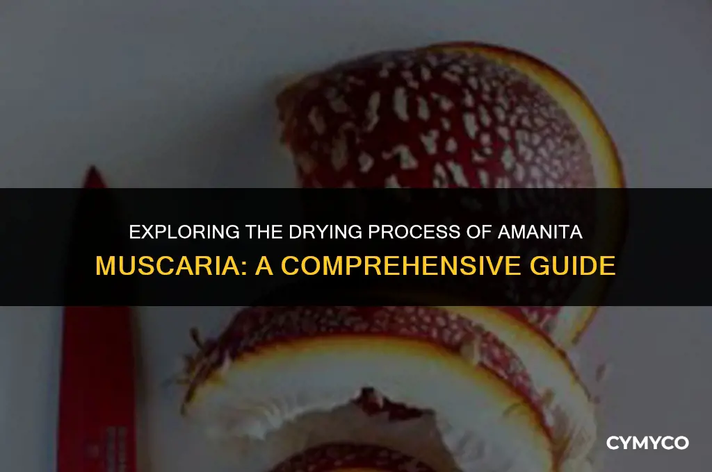 can you dry amanita muscaria