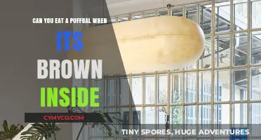 Exploring the Edibility of Puffballs: A Guide to Their Colorful Interior